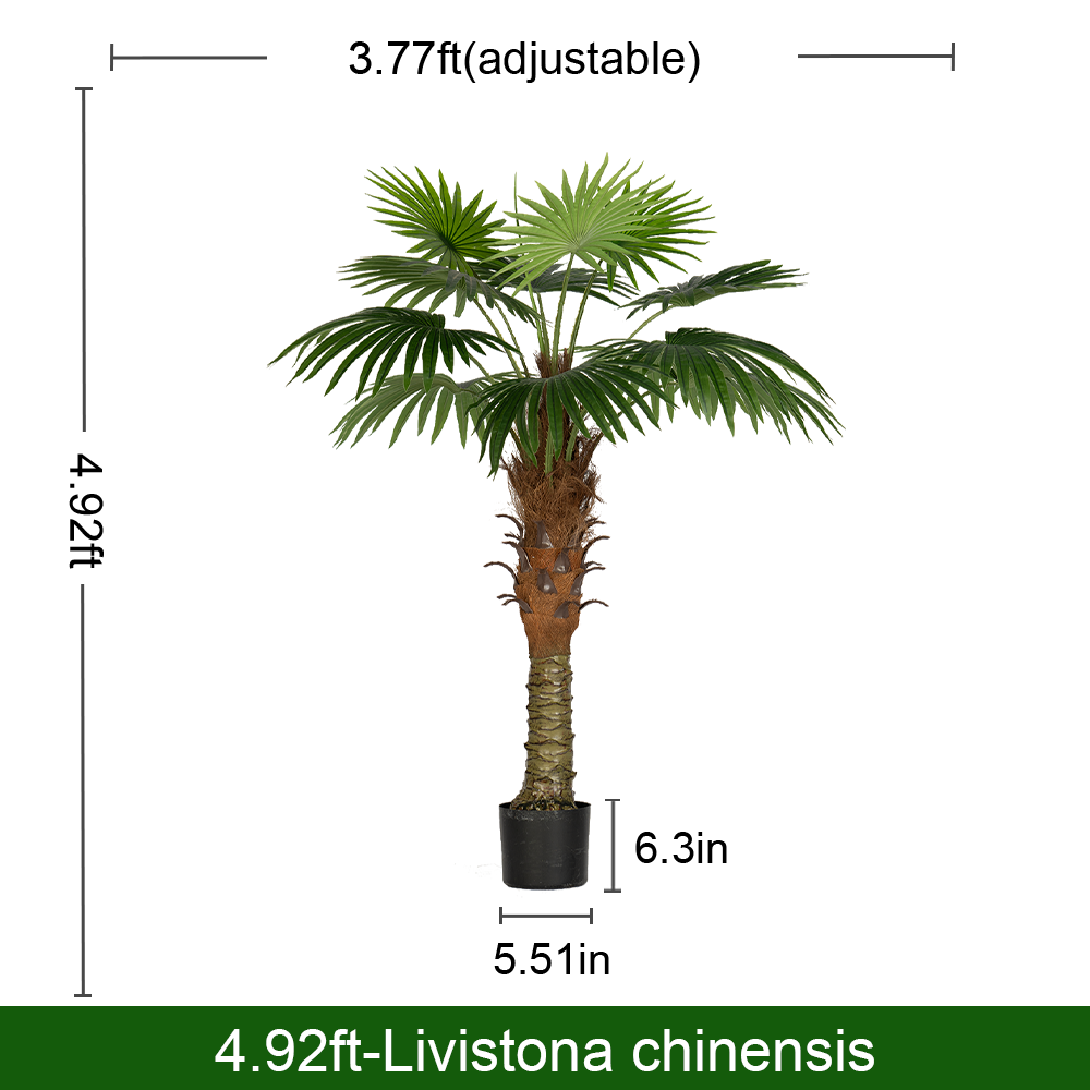 Fan palm tree (B)